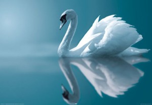 Going Nowhere Blue-water-swan-poster